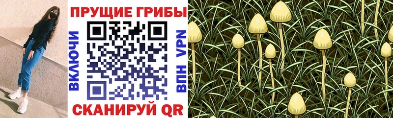 Галлюциногенные грибы прущие грибы  Купить закладки  Калязин 